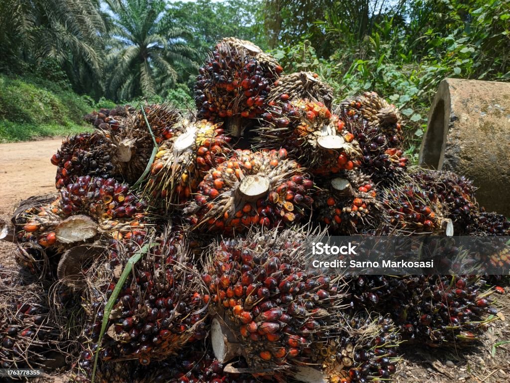 Oil palm