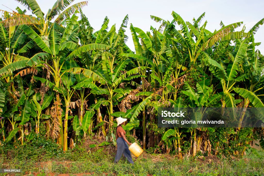 A young black woman walking by a banana plantation