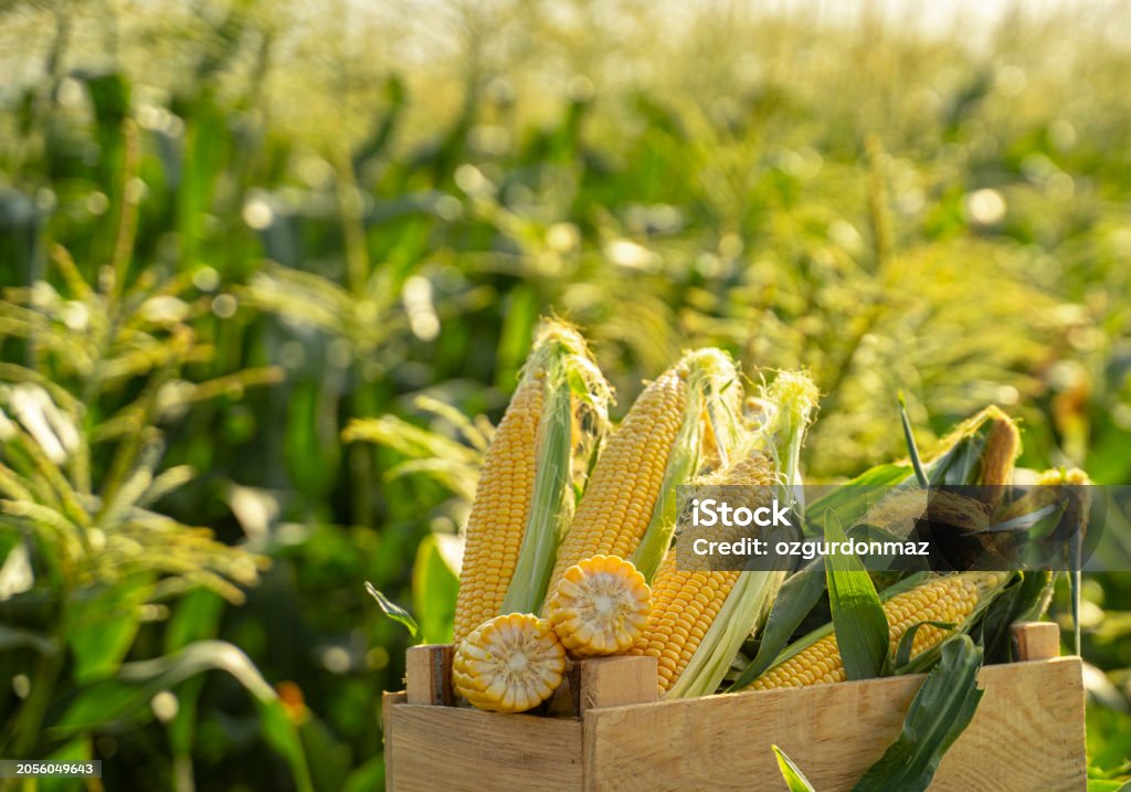 Corn plants on the field
