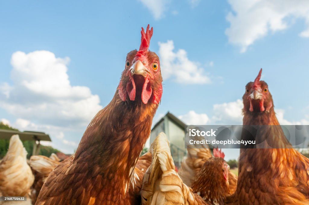 High-resolution image of curious free-range chickens looking directly into the camera, shot in wide-angle on green grass under a blue sky