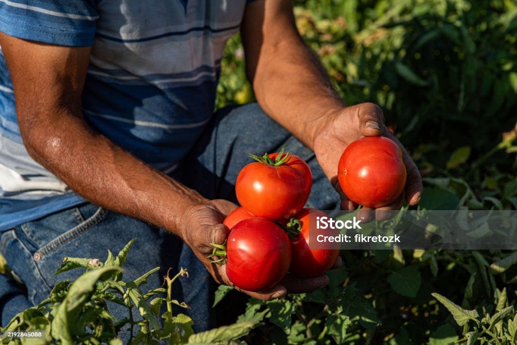 Farmer picking tomatoes from field