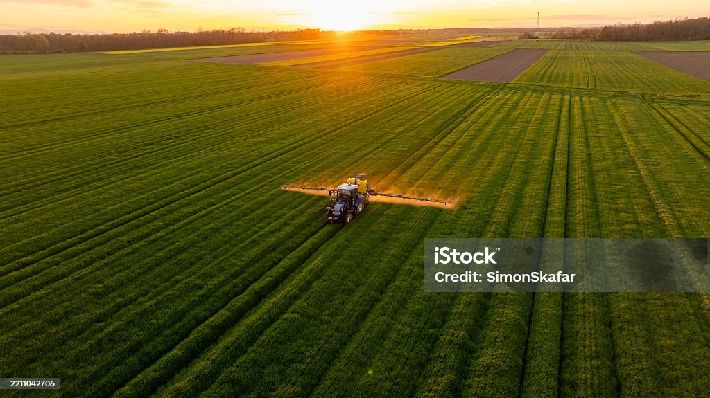 A tractor is fertilizing a vast green agricultural field at sunset, creating a serene rural atmosphere. The golden light adds warmth and depth to the lush landscape.