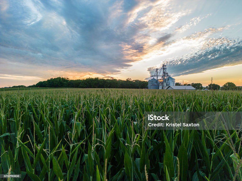 A storm front lingers over the field creating the most breathtaking sunset.
