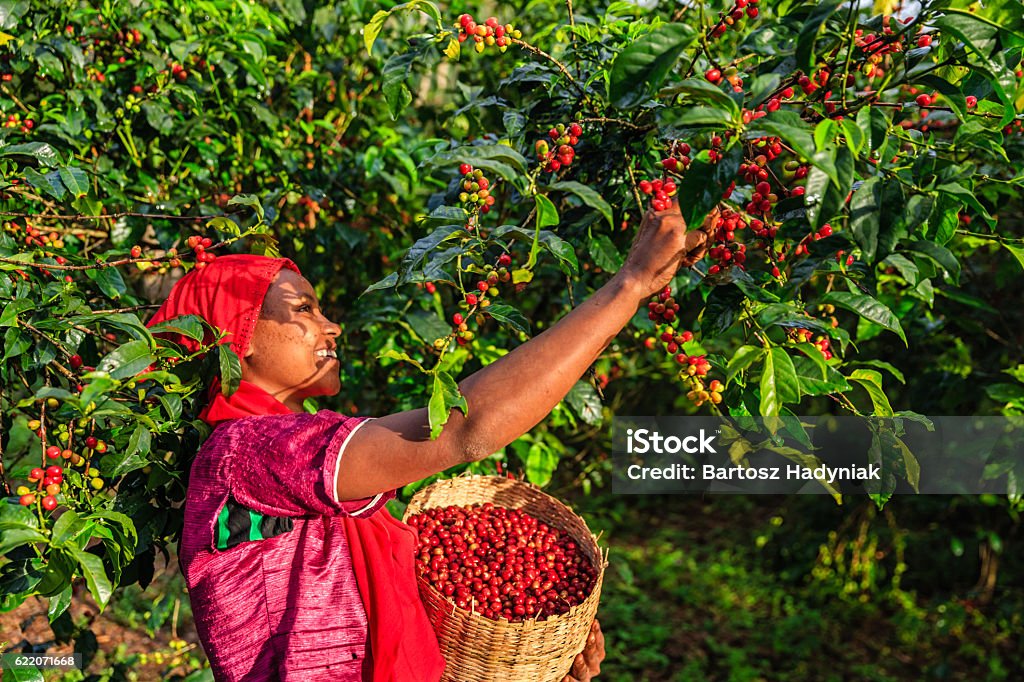 Young African woman collecting coffee berries from a coffee plant, Ethiopia, Africa. There are several species of Coffea - the coffee plant. The finest quality of Coffea being Arabica, which originated in the highlands of Ethiopia. Arabica represents almost 60% of the world’s coffee production..
