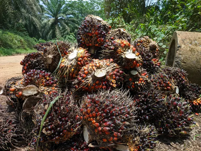 Oil palm