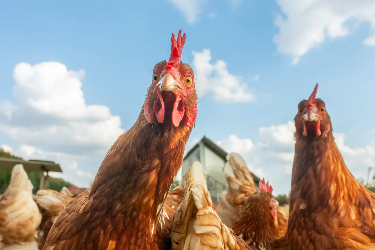 High-resolution image of curious free-range chickens looking directly into the camera, shot in wide-angle on green grass under a blue sky