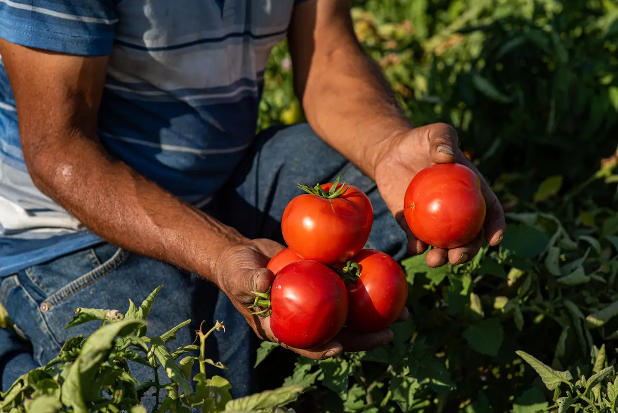 Farmer picking tomatoes from field
